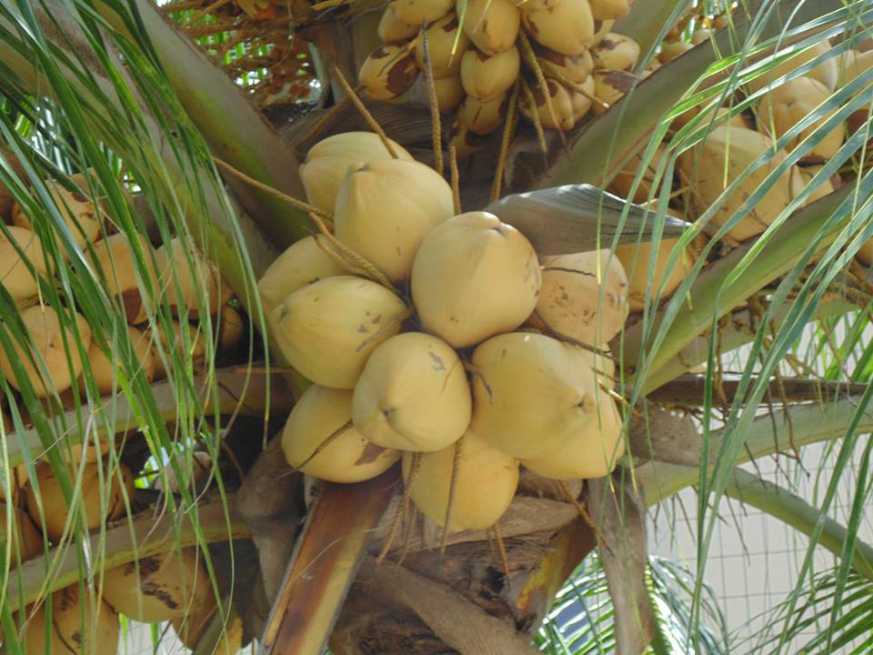 Plages de sable fin et de cocoterais