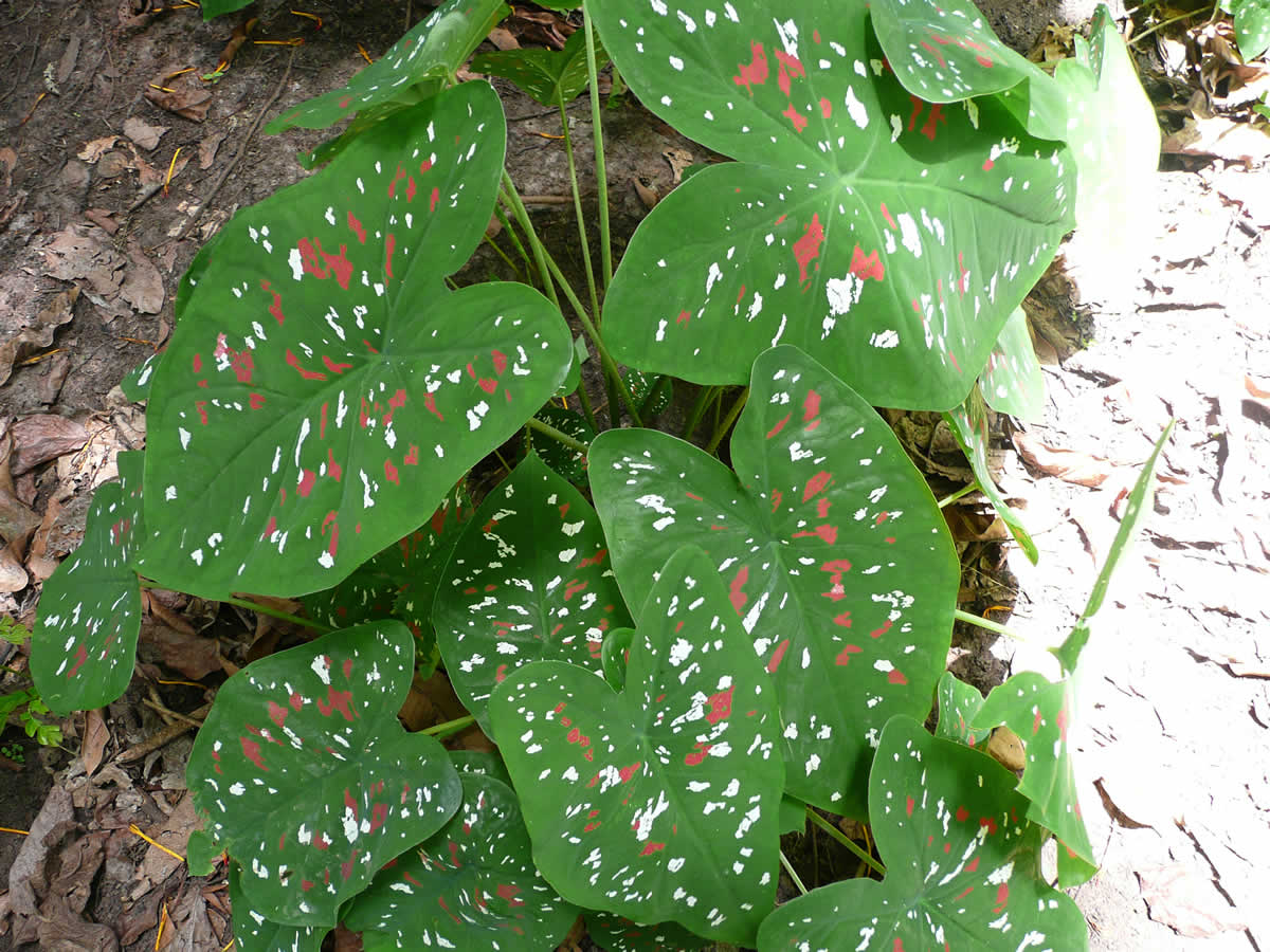 Tourisme vert - Ecotourisme sur le Mont Kloto - Kpalimé - Togo