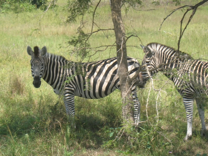 Réserve de faune de Sarakawa - Kara - Togo