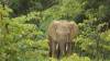 Eléphant - parc national fazao malfakassa - Togo