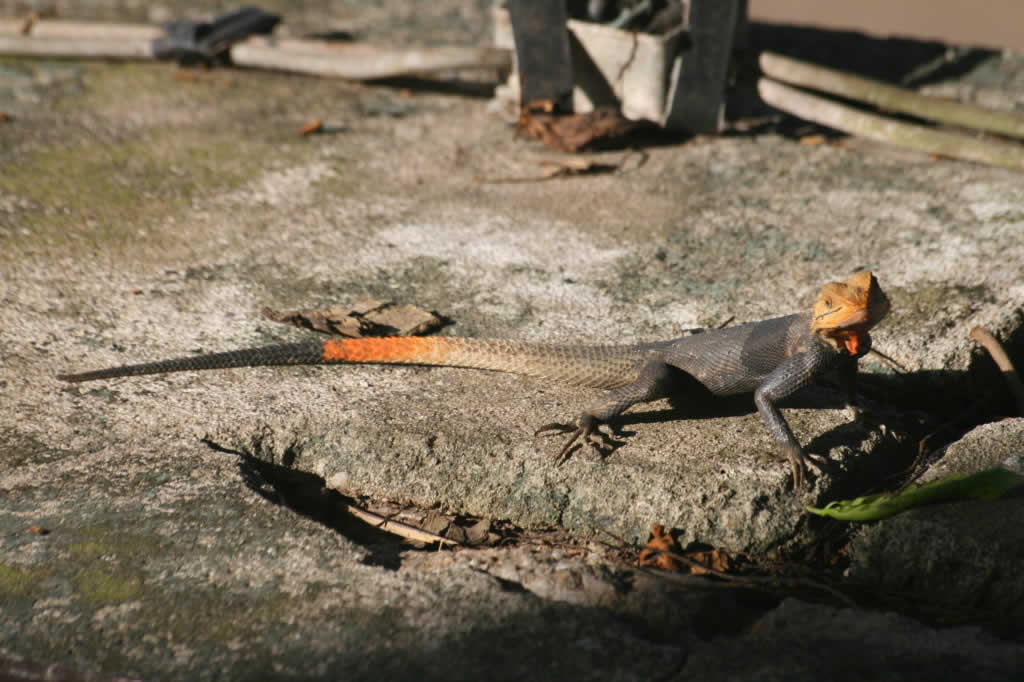 Un beau lézard - Ecotourisme - Tourisme vert - Kpalimé - Togo