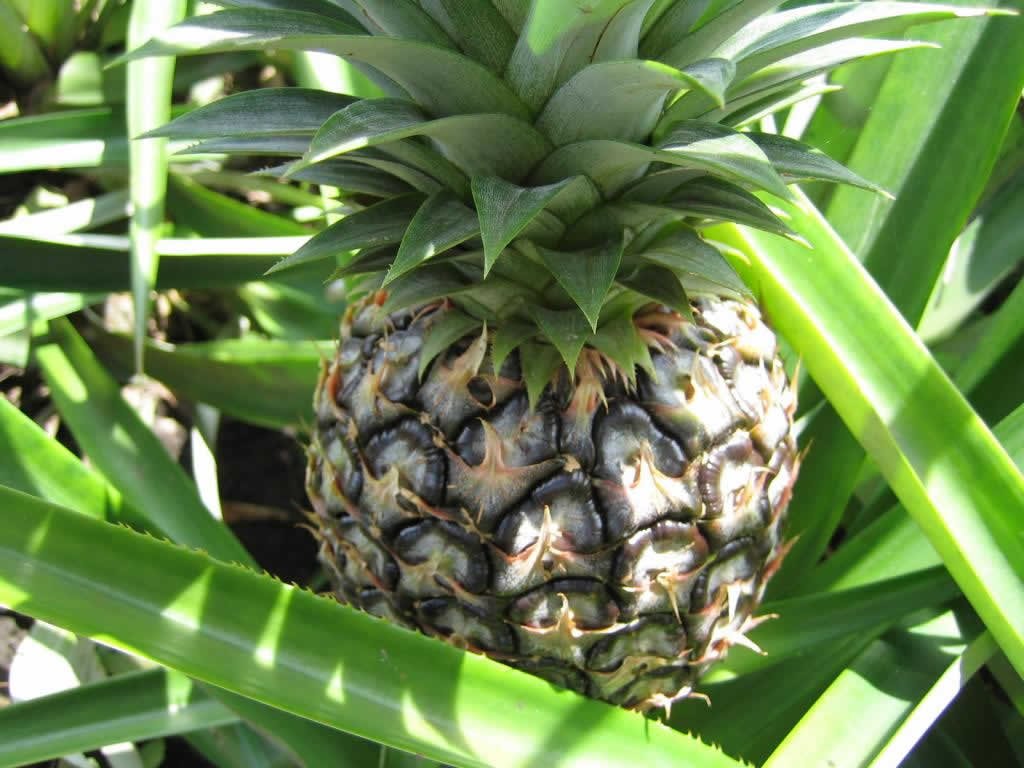 Ananas - Notsé - Togo