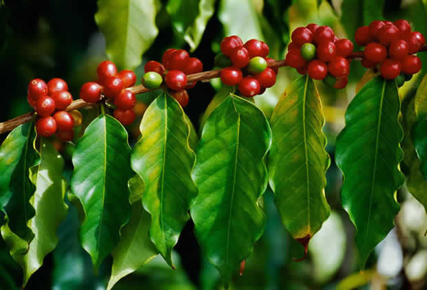 Café Cacao - Kpalimé - Togo