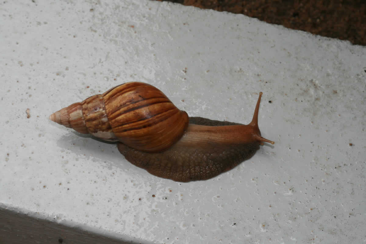 Gros escargot - Ecotourisme - Tourisme vert - Kpalimé - Togo