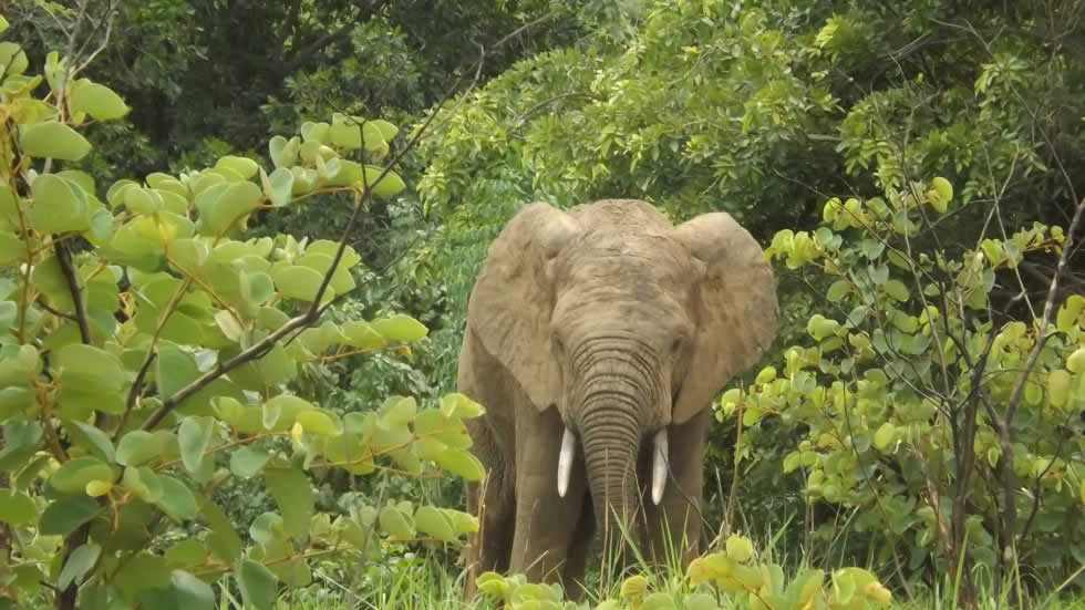 Elépphant - Parc national de Fazao-Malfakassa - Centre du Togo